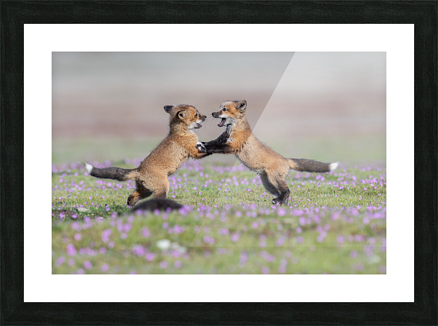 Red Fox Kits Picture Frame print
