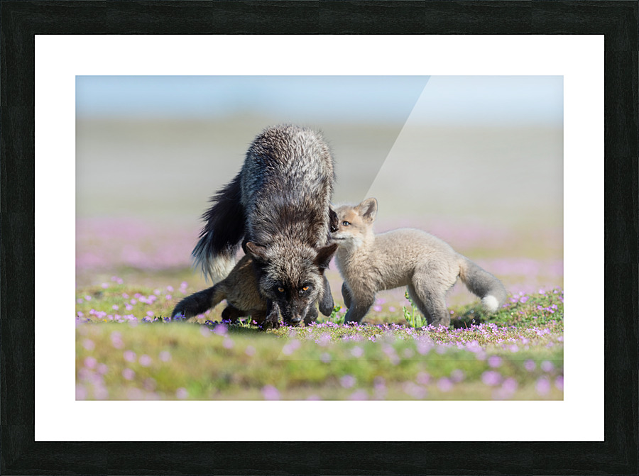 Red Fox with Kits Picture Frame print