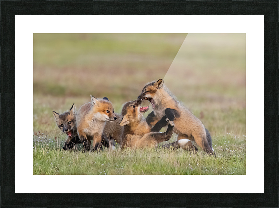 Red Fox Kits Picture Frame print