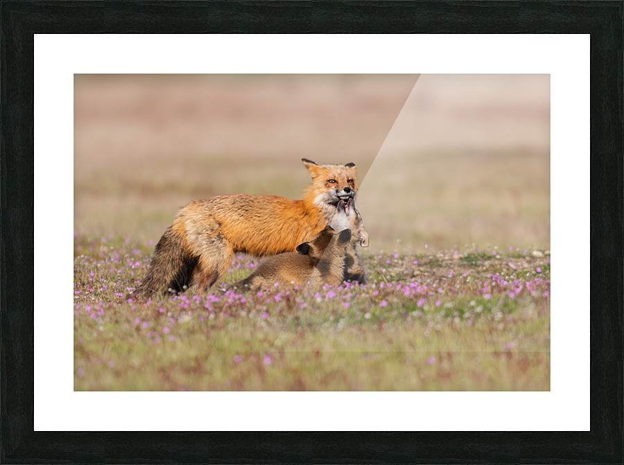 Red Fox with Kits Picture Frame print