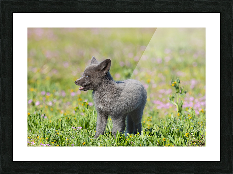 Red Fox Kit Picture Frame print