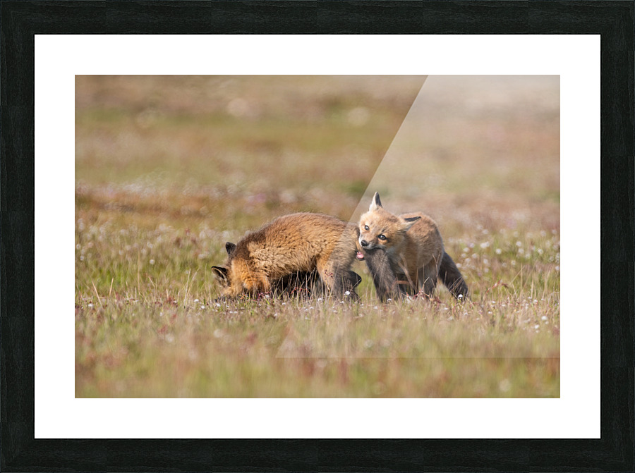 Red Fox Kits Picture Frame print