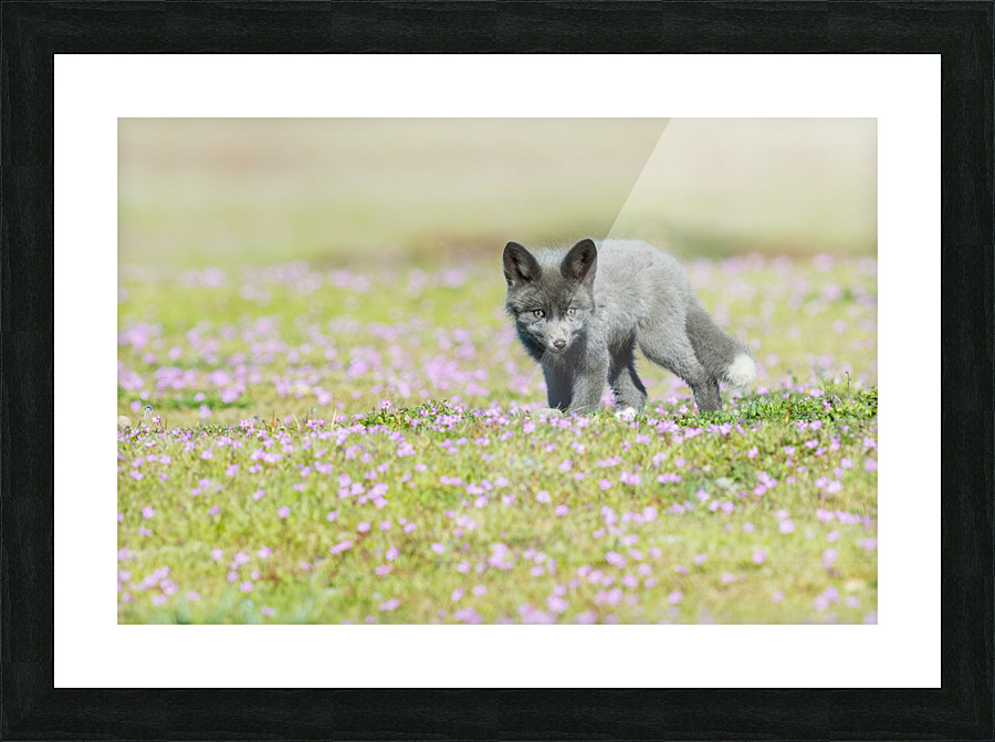 Red Fox Kit Picture Frame print