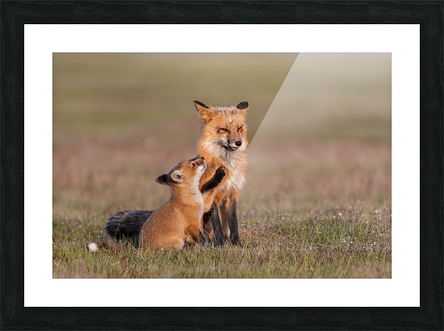 Red Fox with Kit Picture Frame print