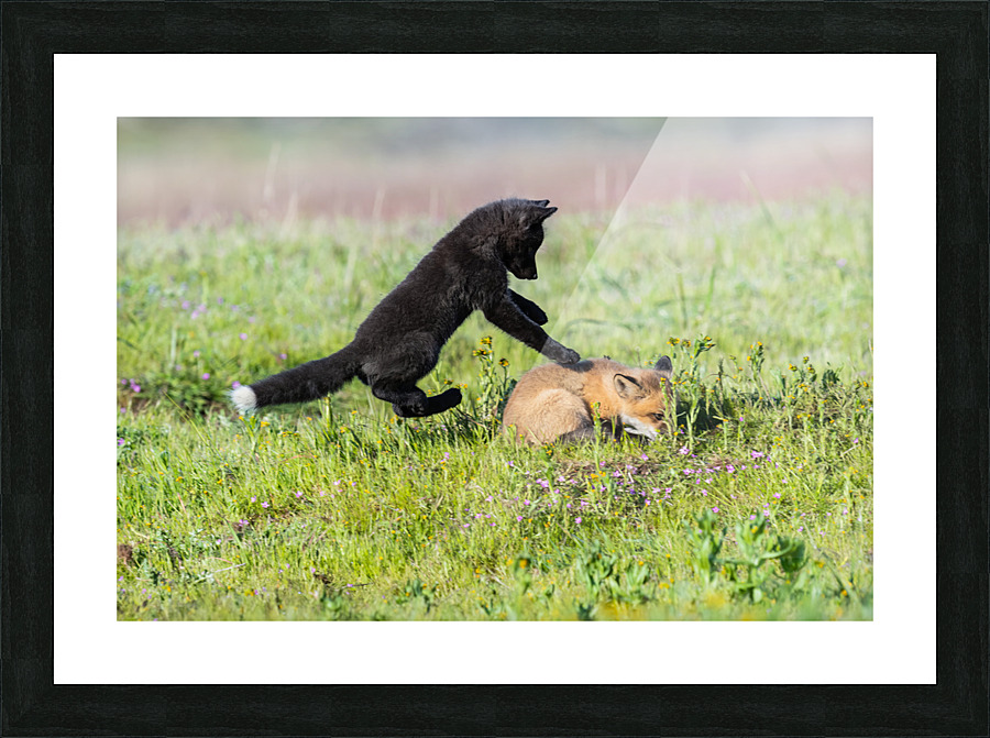 Red Fox Kits Picture Frame print