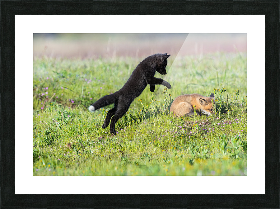Red Fox Kits Picture Frame print