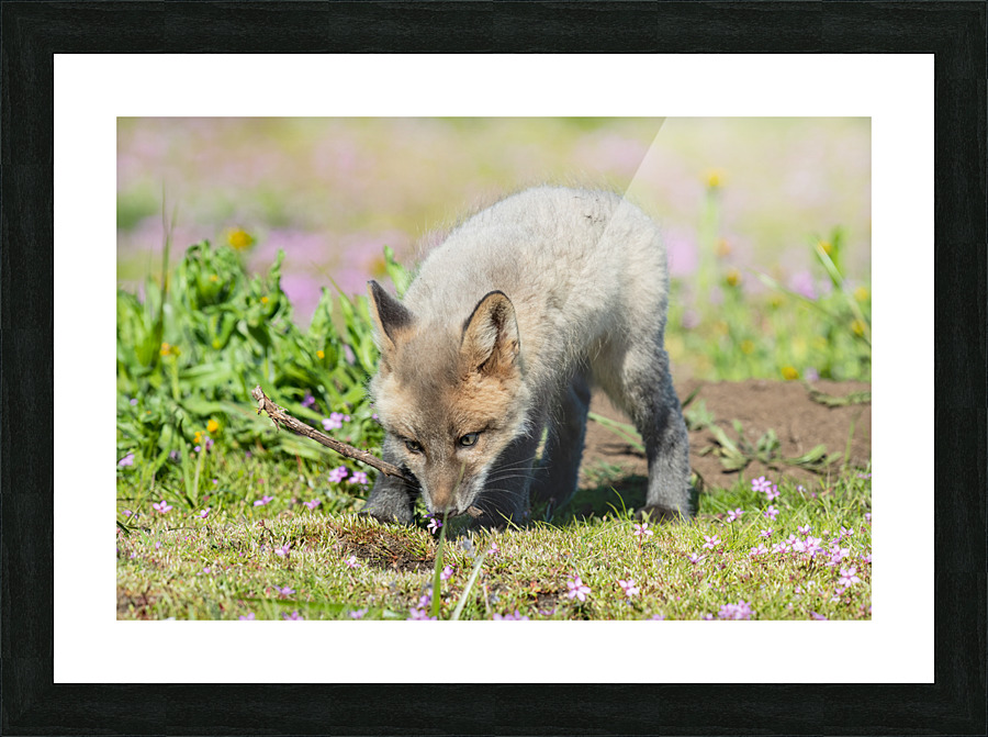 Red Fox Kit Picture Frame print
