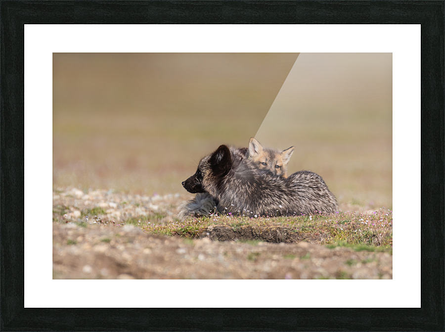 Red Fox with Kit Picture Frame print