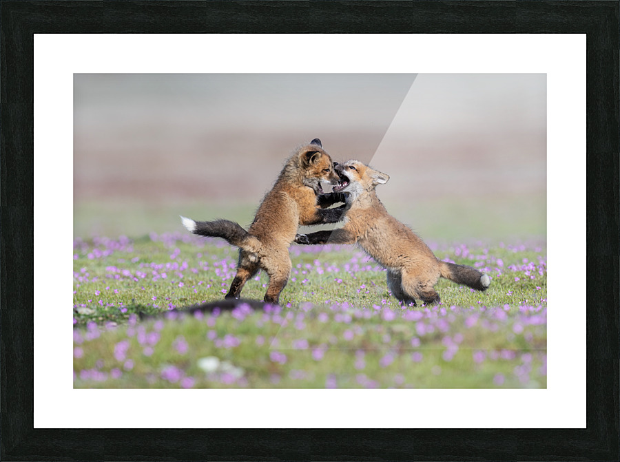 Red Fox Kits Picture Frame print