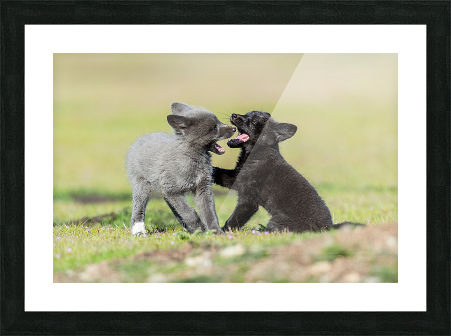 Red Fox Kits Picture Frame print