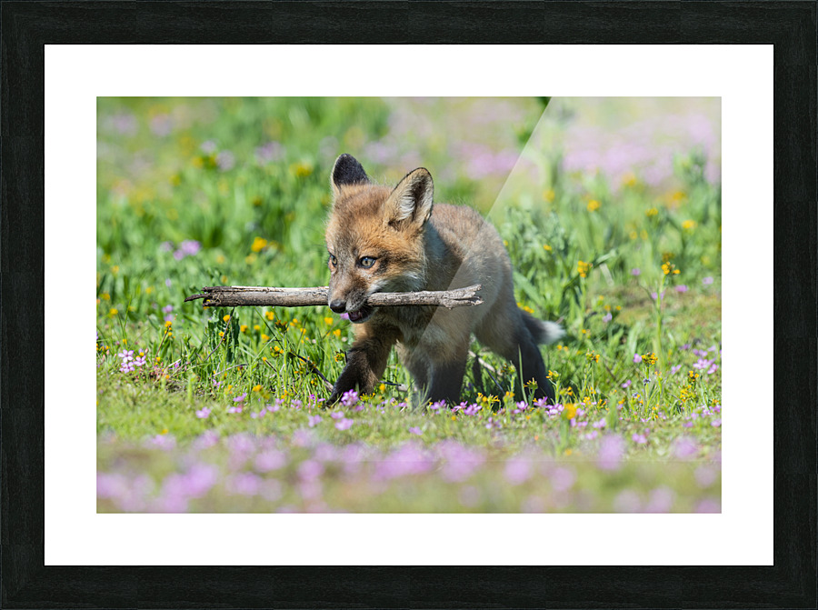 Red Fox Kit Picture Frame print