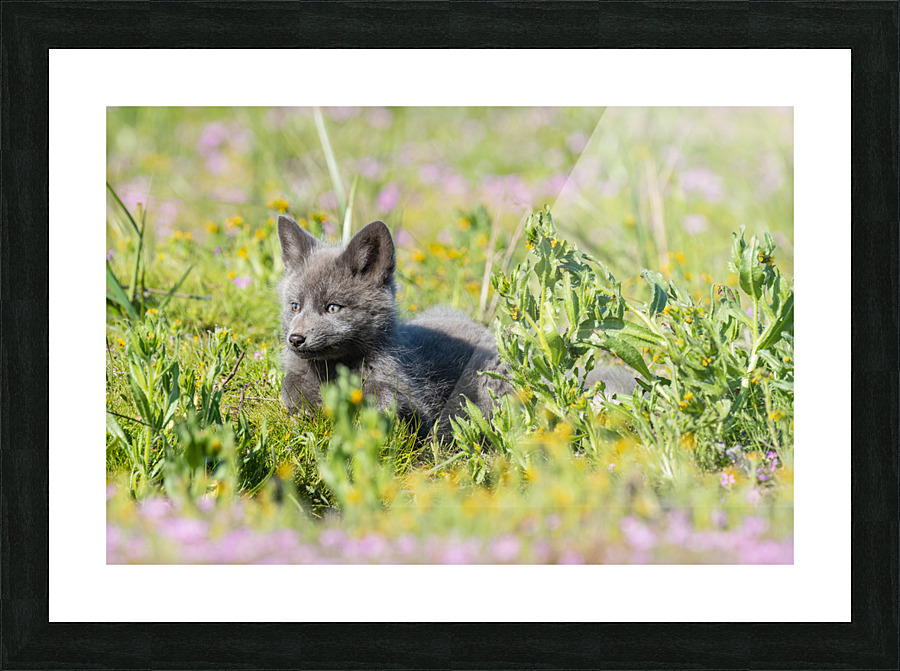 Red Fox Kit Picture Frame print