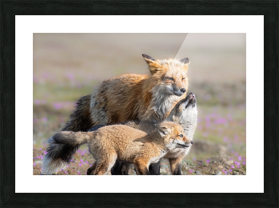 Red Fox with Kits Picture Frame print