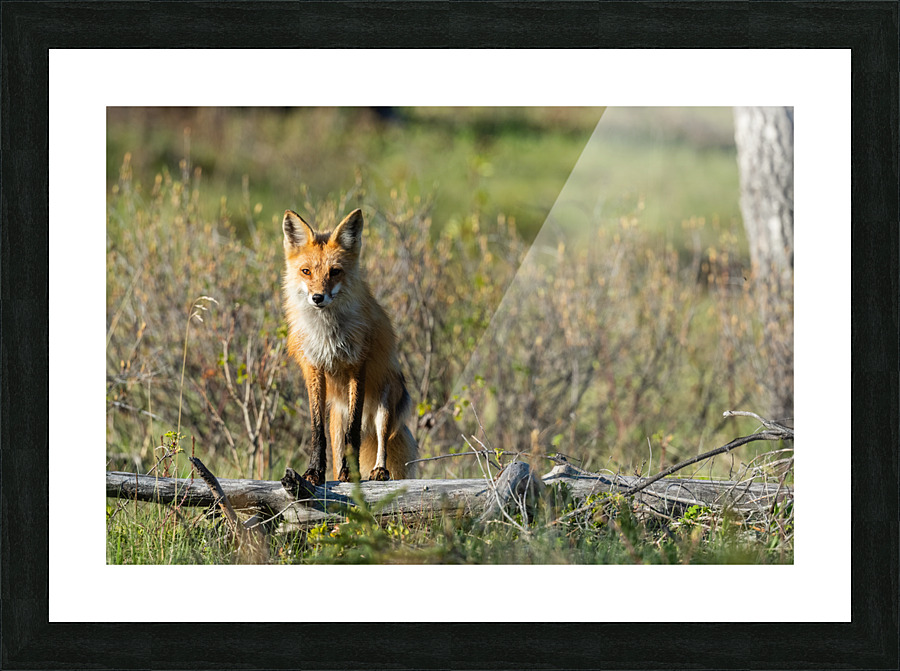 Red Fox Picture Frame print