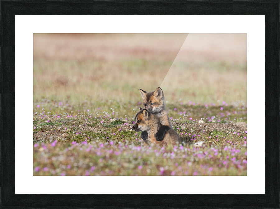 Red Fox Kits Picture Frame print