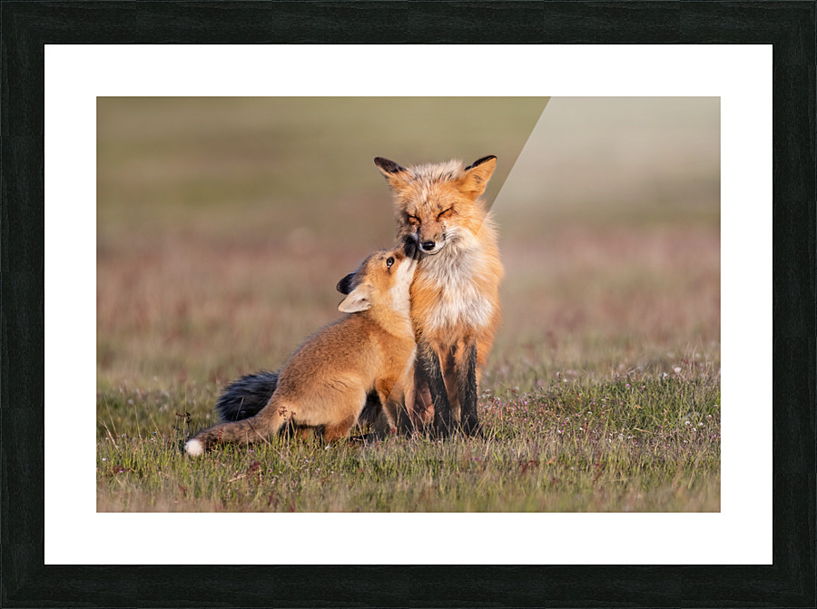 Red Fox with Kit Picture Frame print