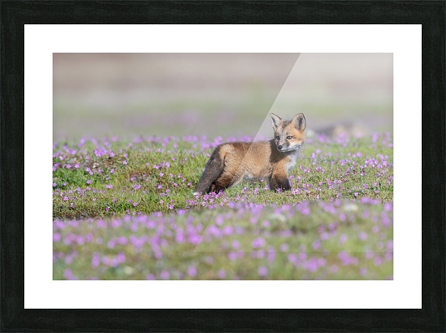 Red Fox Kit Picture Frame print