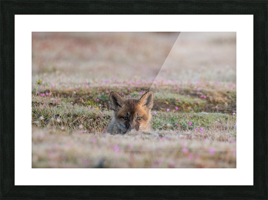 Red Fox Kit Impression et Cadre photo