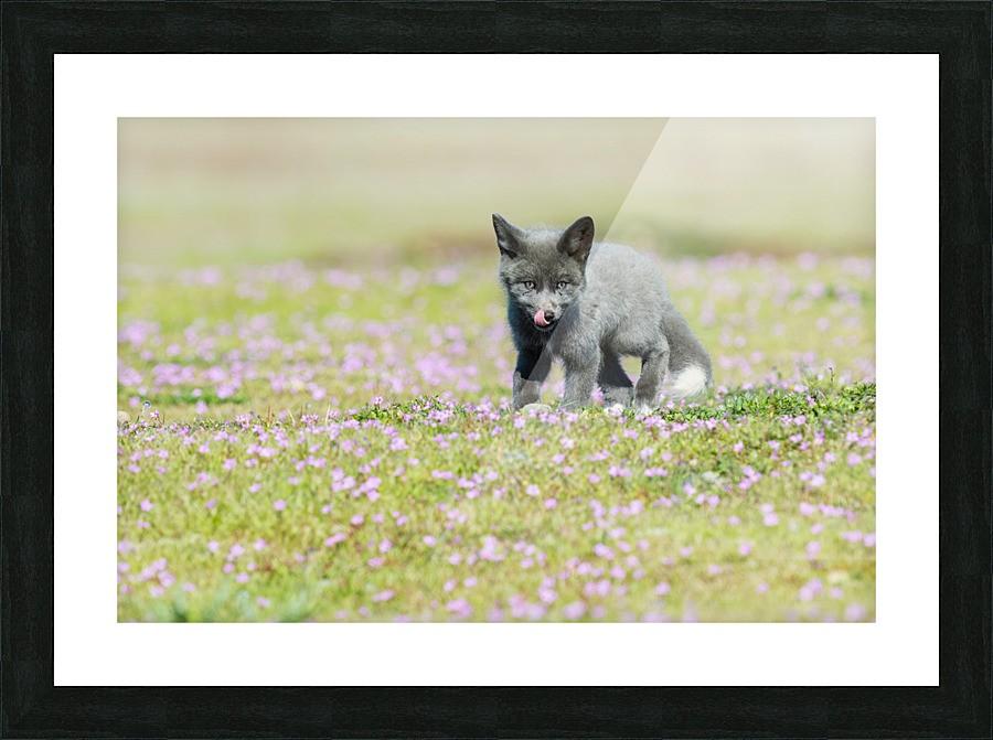 Red Fox Kit Picture Frame print