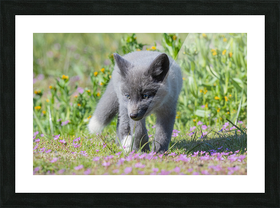Red Fox Kit Picture Frame print