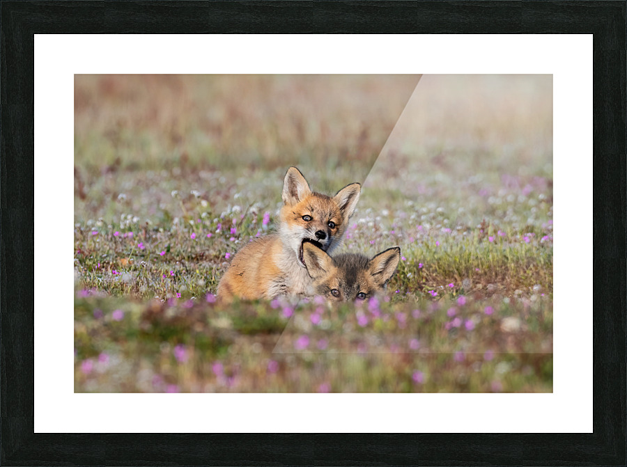 Red Fox Kits Picture Frame print