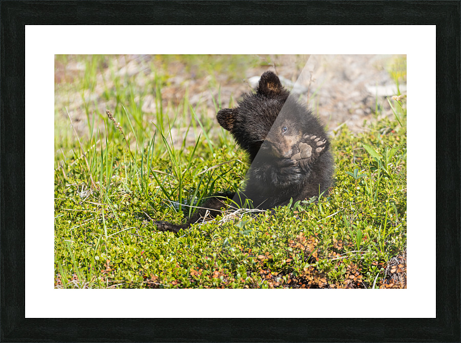 Black Bear Cub Picture Frame print