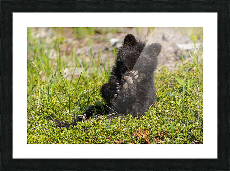 Black Bear Cub Picture Frame print