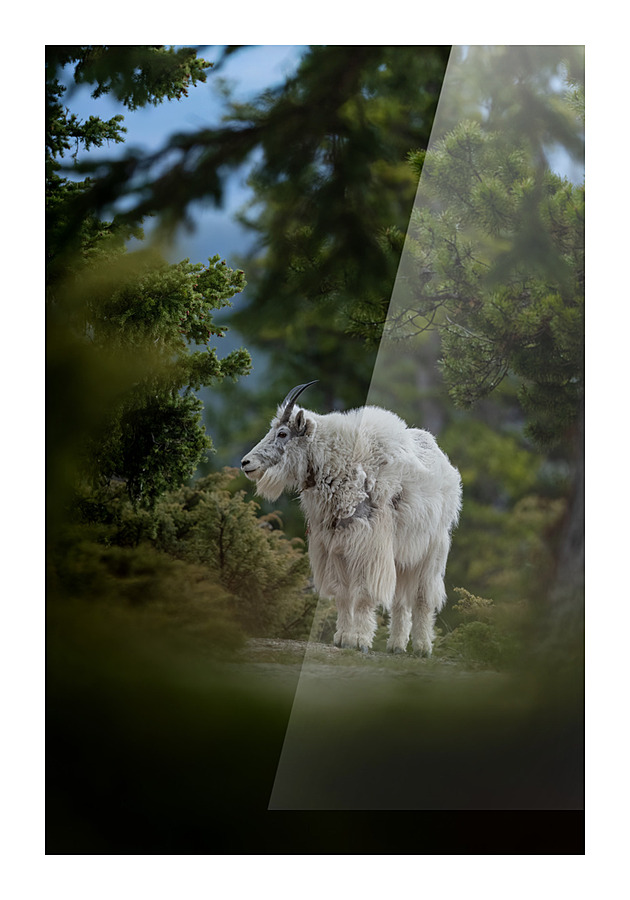 Mountain Goat Picture Frame print
