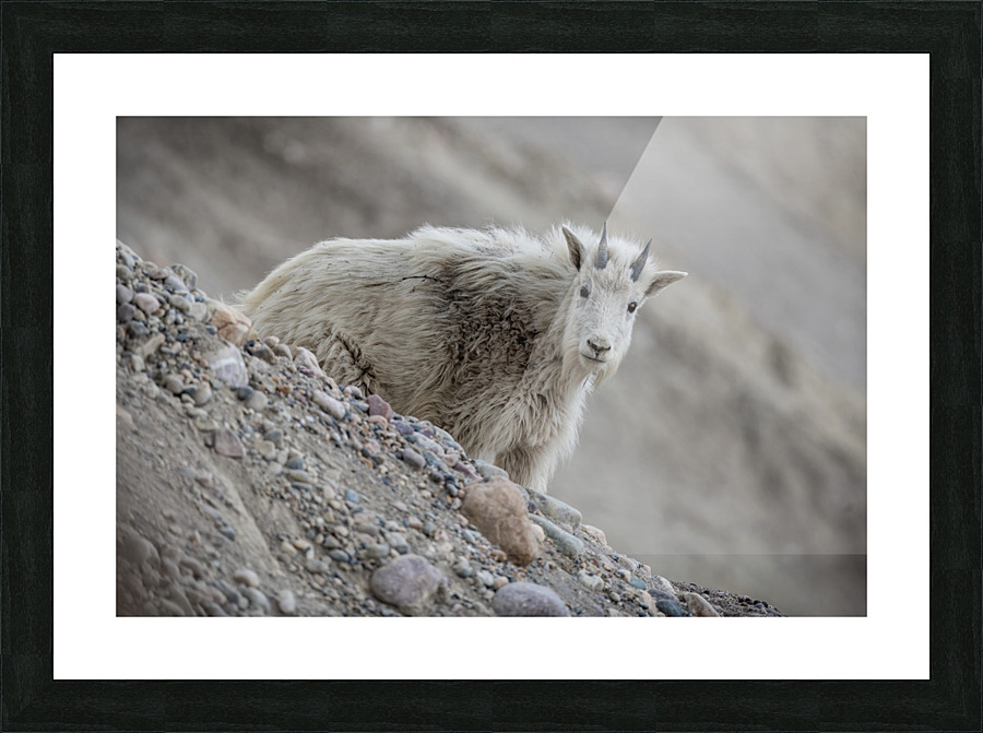 Mountain Goat Kid Picture Frame print