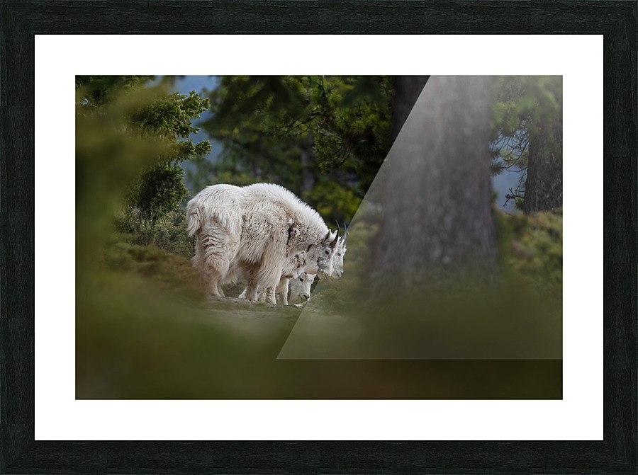 Mountain Goat Picture Frame print