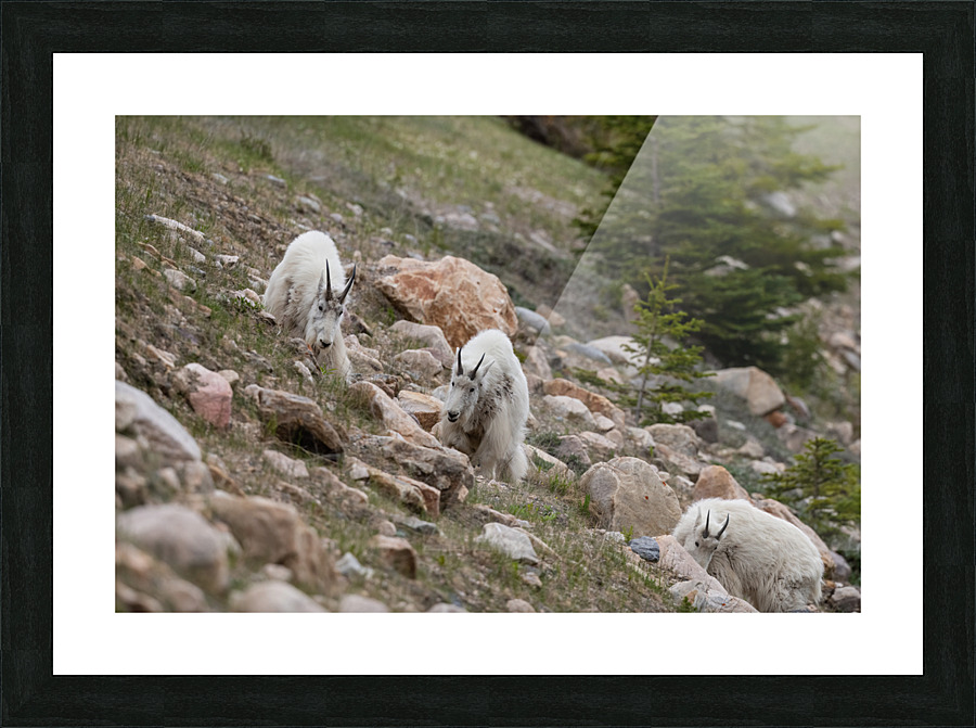 Mountain Goats Picture Frame print