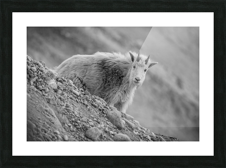 Mountain Goat Kid Picture Frame print