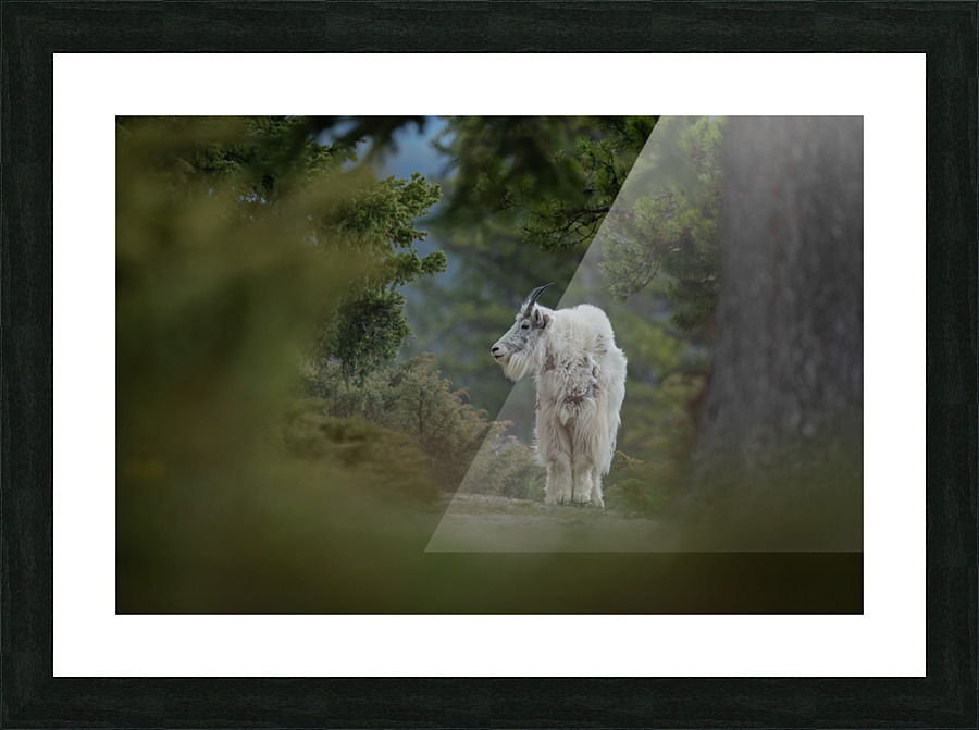 Mountain Goat Picture Frame print