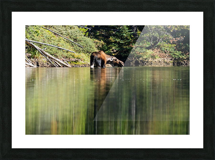 Cow Moose Picture Frame print