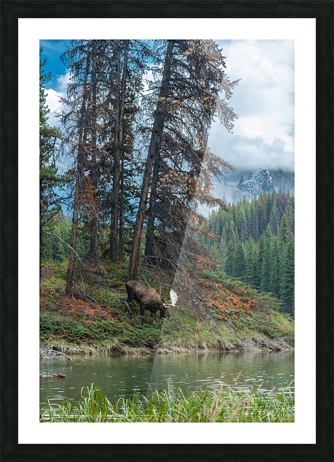 Bull Moose Picture Frame print