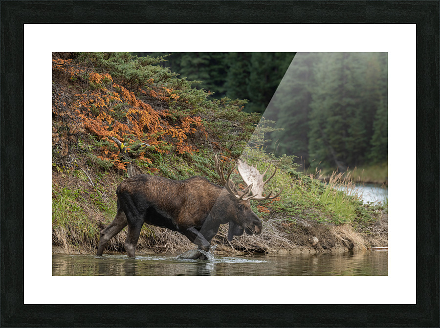 Bull Moose Picture Frame print