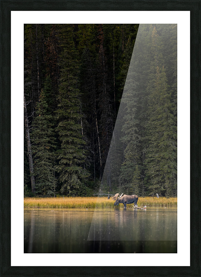 Bull Moose Picture Frame print