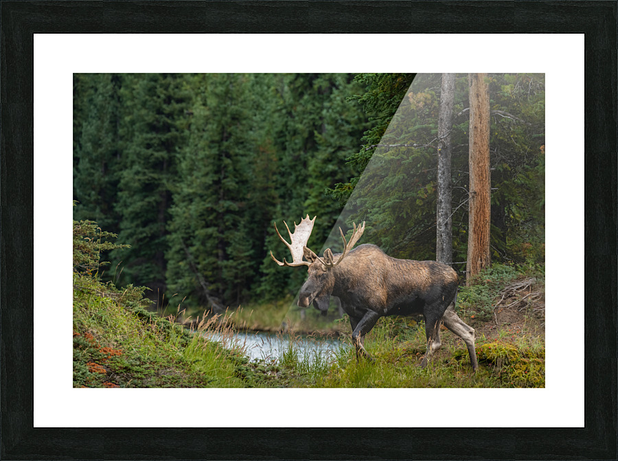 Bull Moose Picture Frame print
