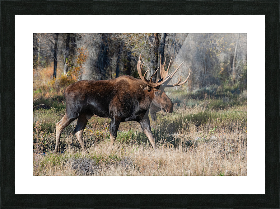Bull Moose Picture Frame print
