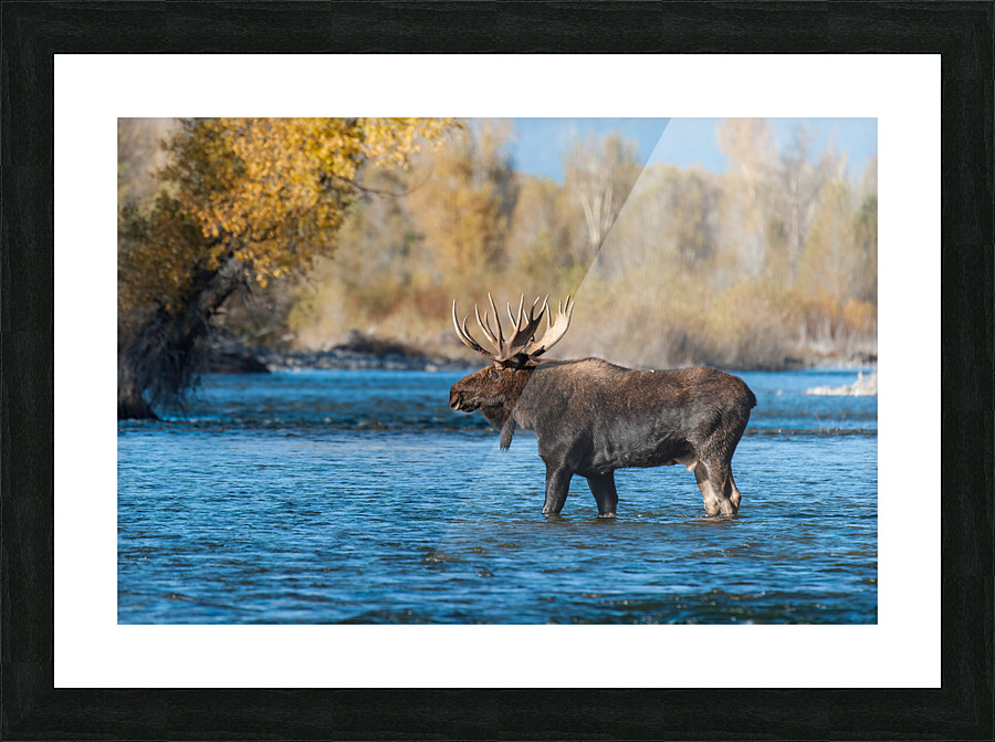 Bull Moose Picture Frame print