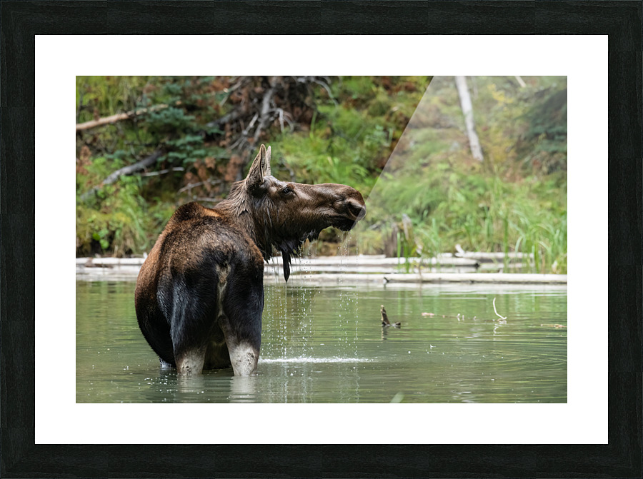 Cow Moose Picture Frame print