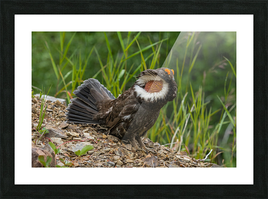 Male Sooty Grouse Picture Frame print