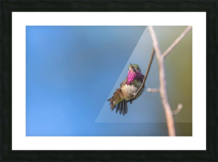 Male Calliope Hummingbird Picture Frame print
