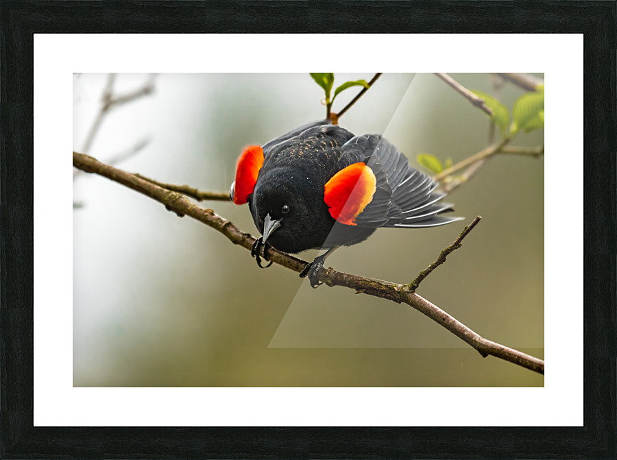 Male Red-Winged Blackbird Picture Frame print