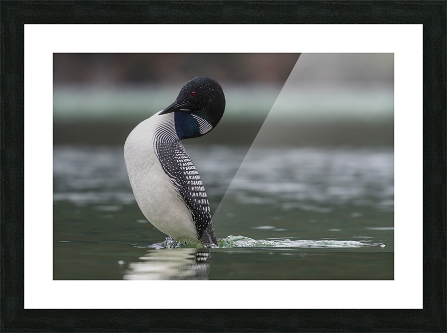 Common Loon Picture Frame print