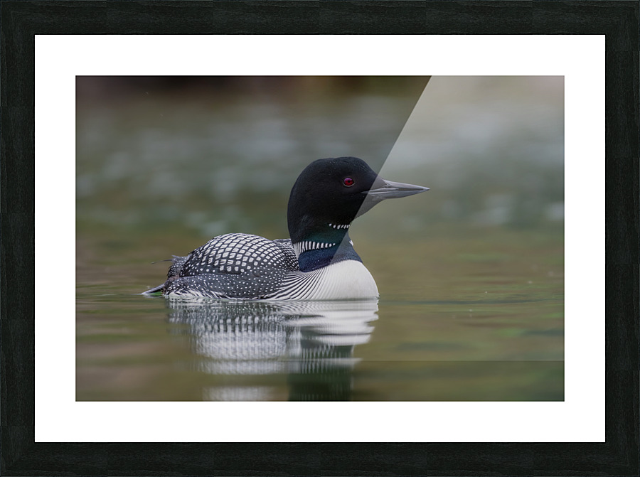 Common Loon Picture Frame print
