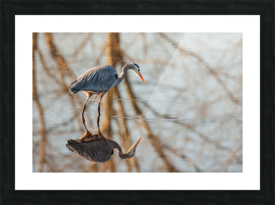 Great Blue Heron Picture Frame print