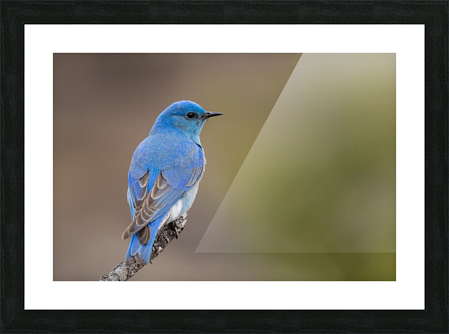 Male Mountain Bluebird Picture Frame print