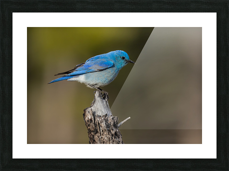 Male Mountain Bluebird Picture Frame print