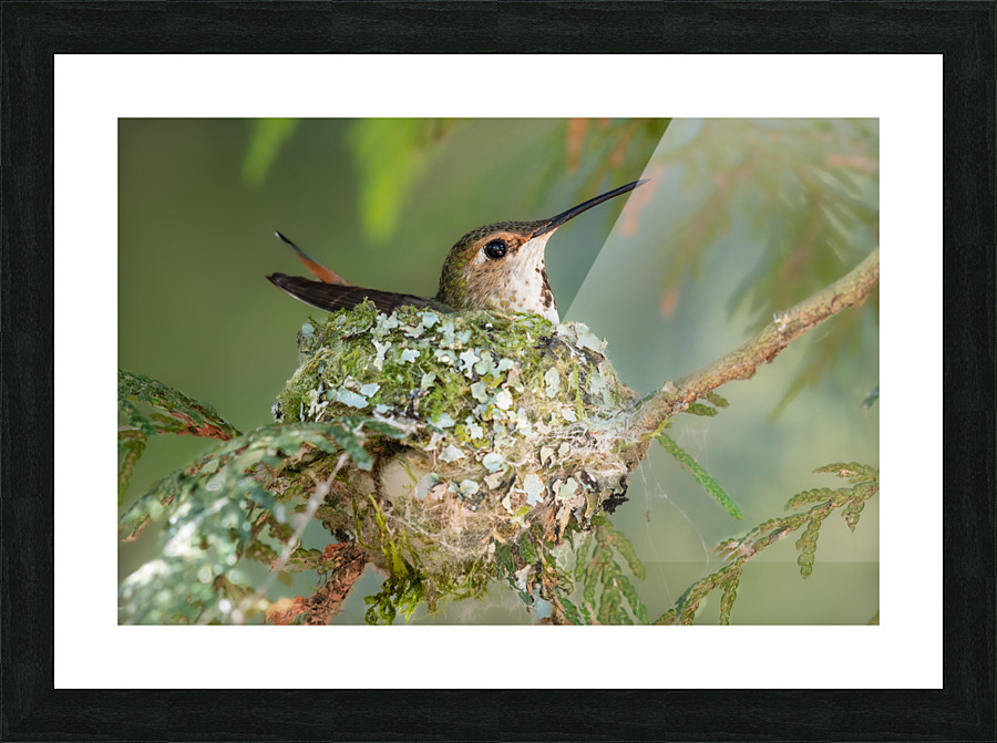 Female Rufous Hummingbird Picture Frame print